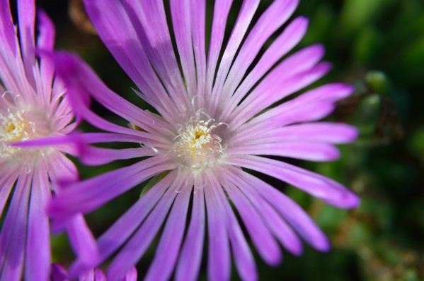 Ice Plant macro by Michelle K Wood